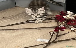 British Shorthair cats for sale:  BSH SILVER CLASSIC TABBY - Image 7