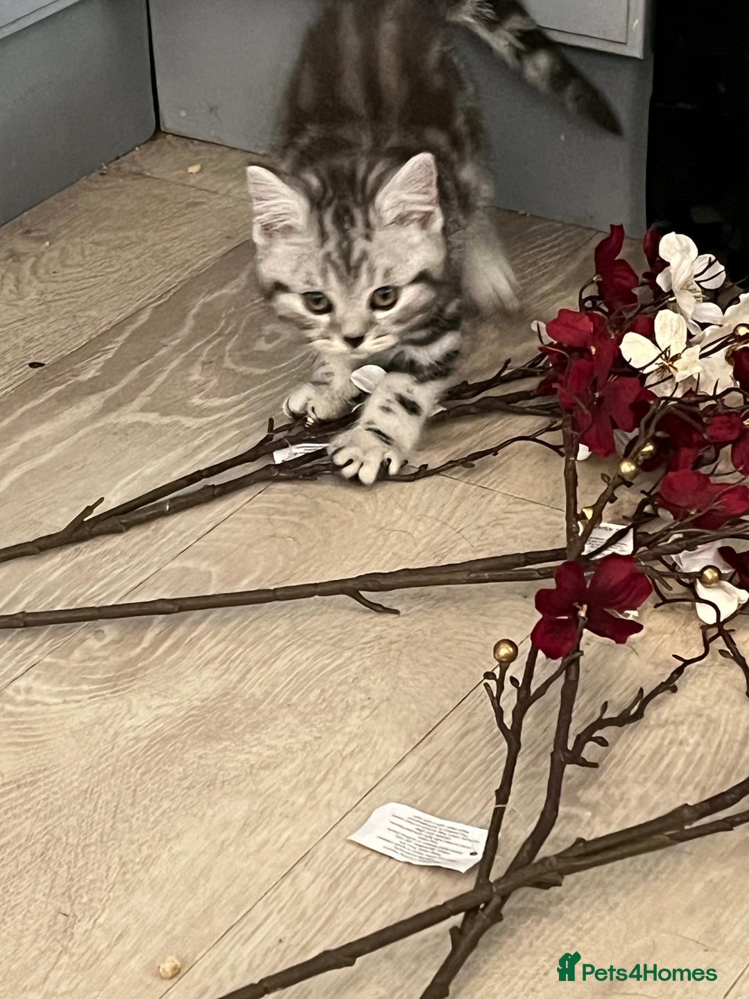 British Shorthair cats for sale:  BSH SILVER CLASSIC TABBY - Image 7