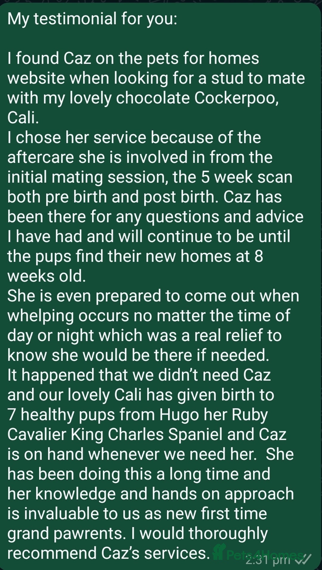 Chihuahua dogs for stud: Kc reg Lilac short coat for stud  in Bedford - Advert 19