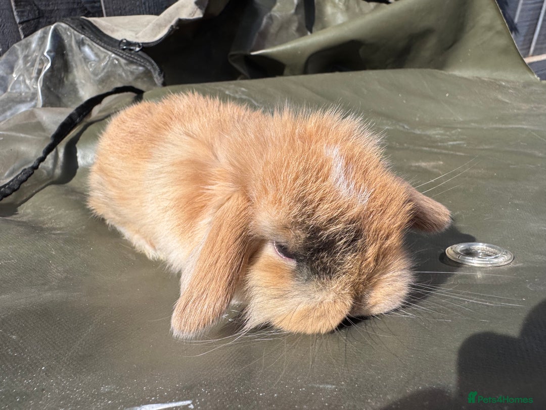 Mini Lop rabbits for sale: STUNNING baby mini lops - Image 8