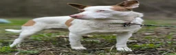 Mixed Breed dogs for adoption: ❤️🐶 PEPPA– SHE LIGHTS UP EVERY COMPANY in Burton-on-Trent - Advert 9