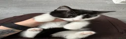 Mixed Breed cats for sale: Male and Female Kittens - Advert 16