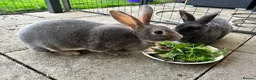 Rex rabbits for sale: 2 standard Rexes a bonded must go together  - Advert 3