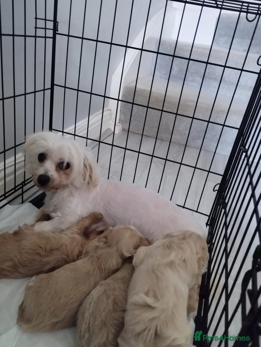 Maltipoo dogs for sale: Maltipoo puppies  in Northampton - Advert 7