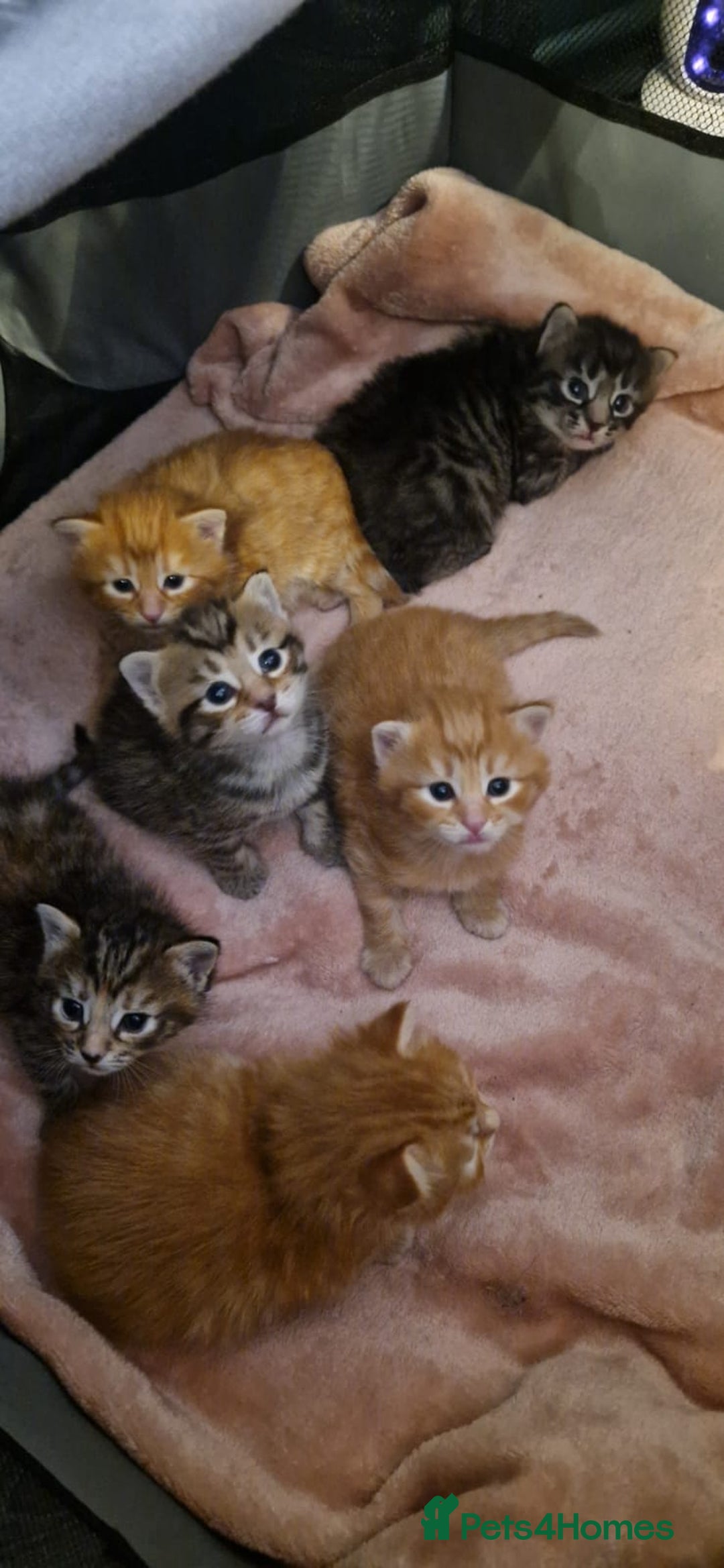 Mixed Breed cats for sale: 🐱 Handsome little boy kittens 💙 - Image 11