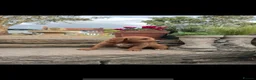 Labradoodle dogs for sale: Exceptional, traditional F1 Labradoodles - Advert 10
