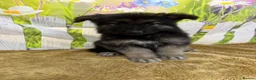 German Shepherd dogs for sale: German Shepherd puppies for sale - Advert 7