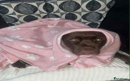 Mixed Breed dogs for sale: Labrador cross staff - Image 4