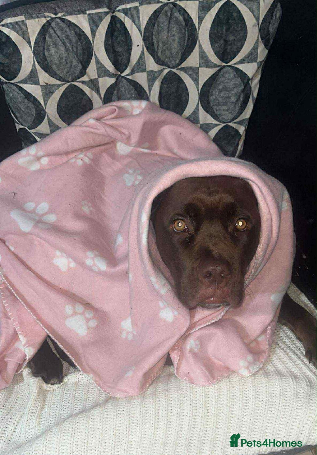 Mixed Breed dogs for sale: Labrador cross staff - Image 4