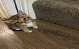 Mixed Breed cats for sale: Kittens - Image 2