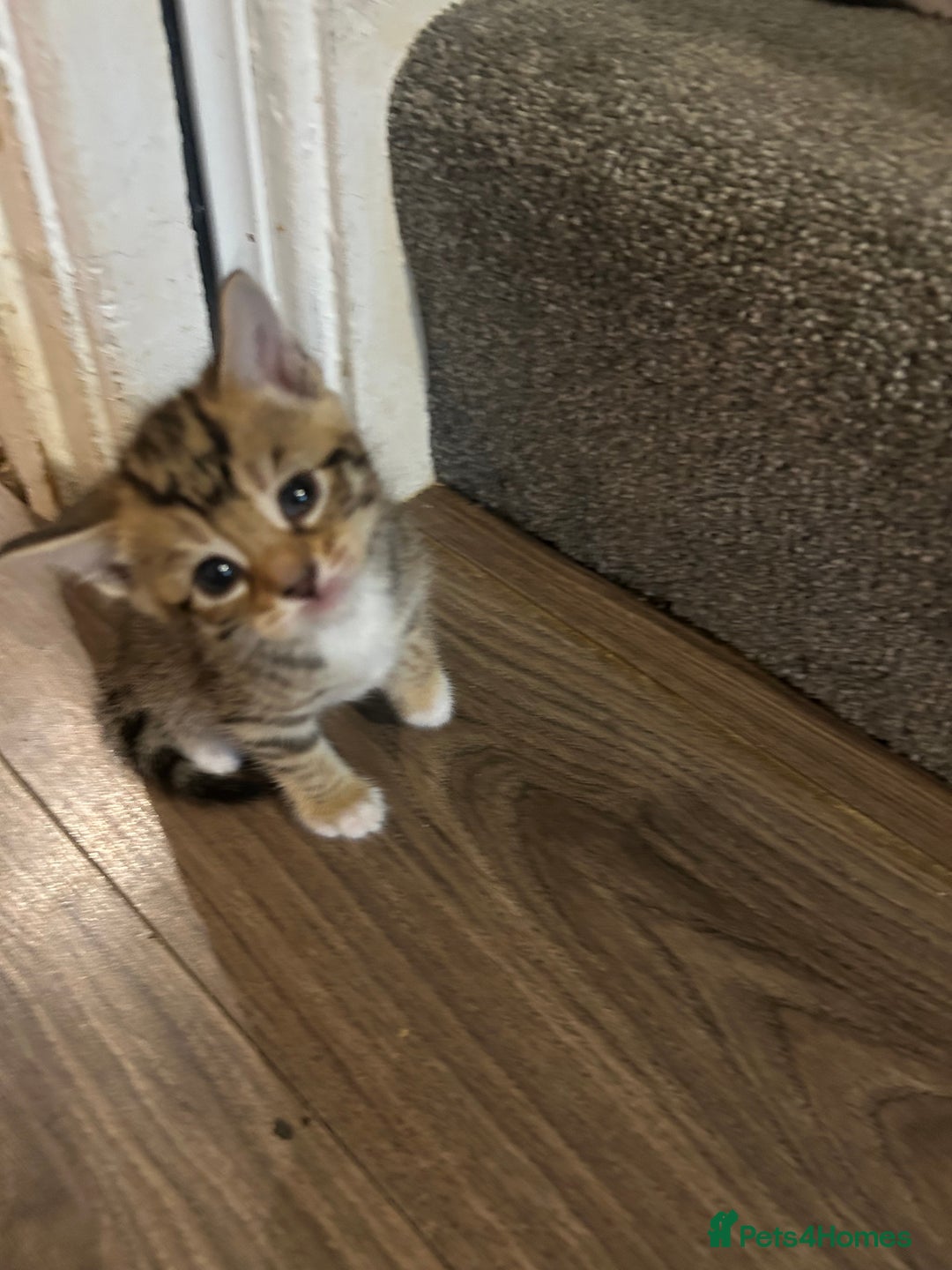 Mixed Breed cats for sale: Kittens - Image 2