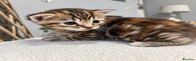 Torbie twin 2 