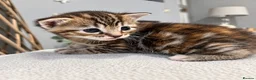 Domestic Shorthair cats for sale: Beautiful Home-Raised Black, Tabby &Torbie Kittens in Barnsley - Advert 2
