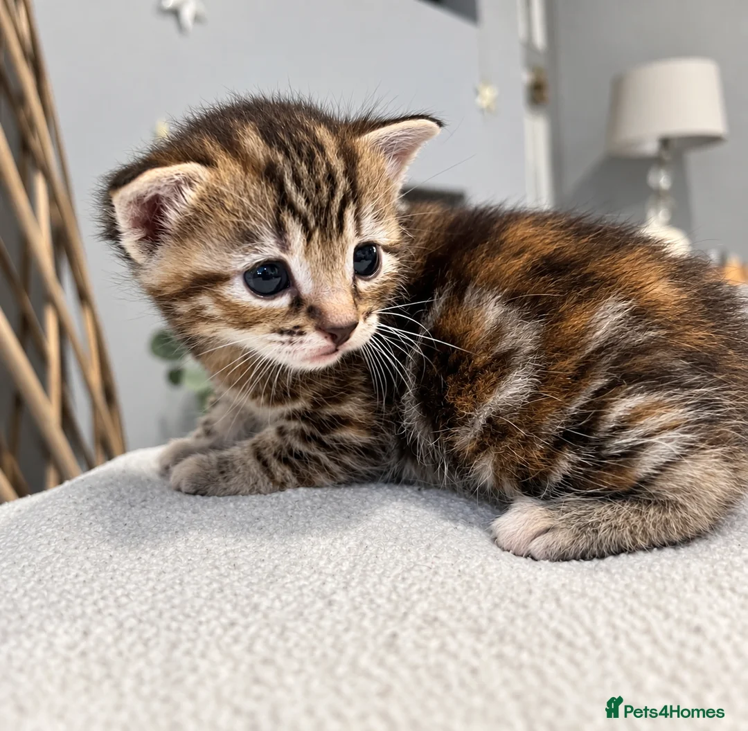 Domestic Shorthair cats for sale: Beautiful Home-Raised Black, Tabby &Torbie Kittens in Barnsley - Advert 2