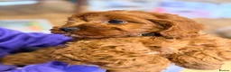 Cavapoo dogs for sale: Extensively health tested F1 Toy Cavapoo Puppies - Advert 25