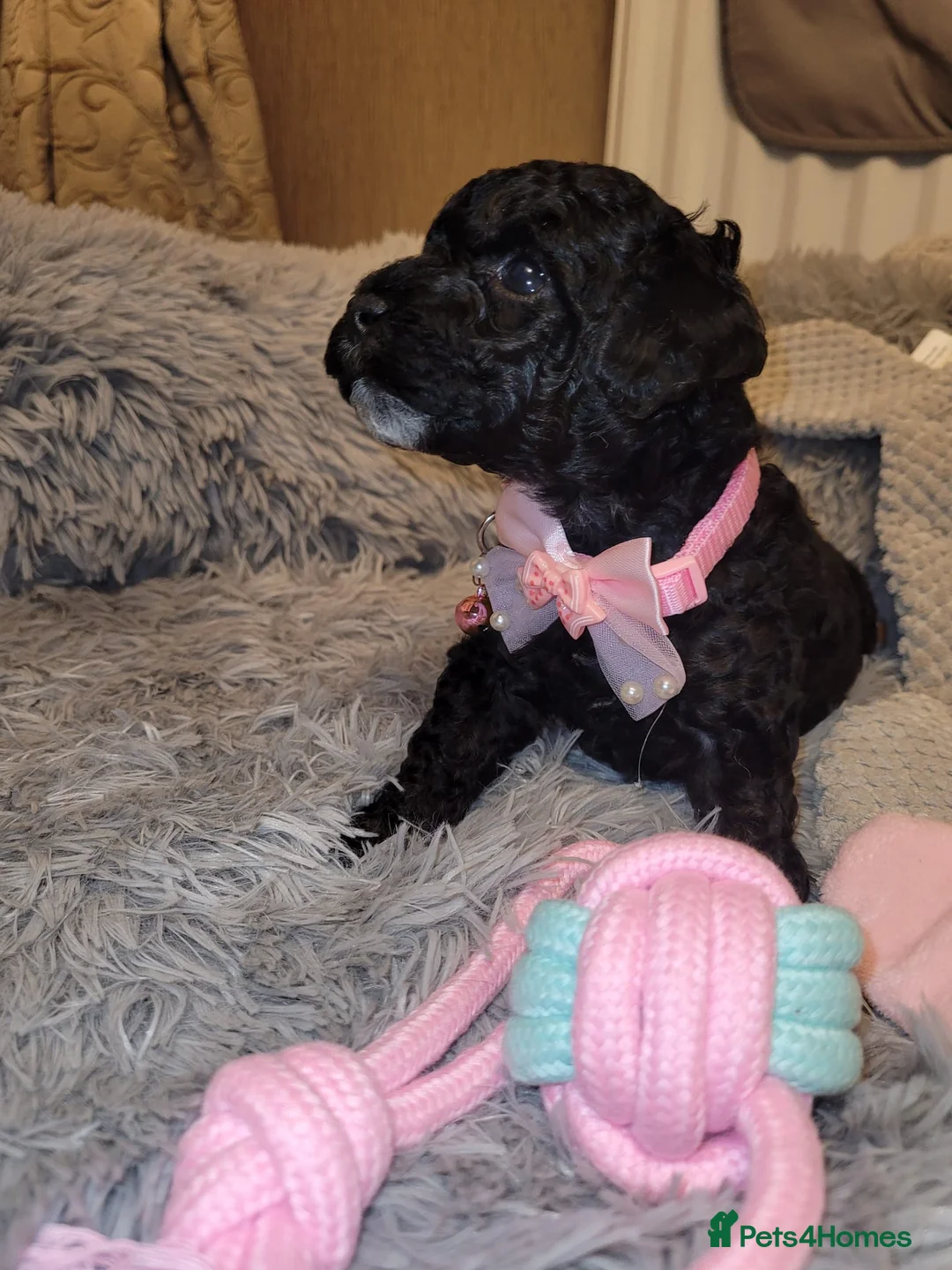 Cockapoo dogs for sale: Cockapoo puppies - Advert 20