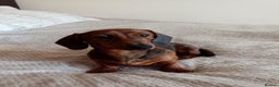 Miniature Dachshund dogs for sale: Miniature dachshund  - Advert 4