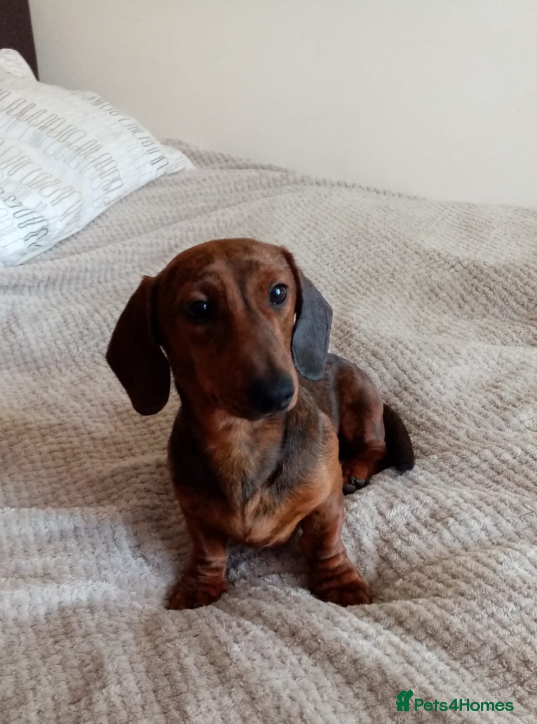 Miniature Dachshund dogs for sale: Miniature dachshund  - Advert 4