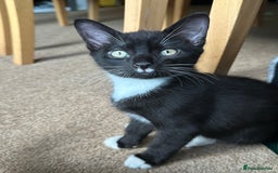 Bombay cats for sale: We have four cats for sale🐈‍⬛ - Image 6