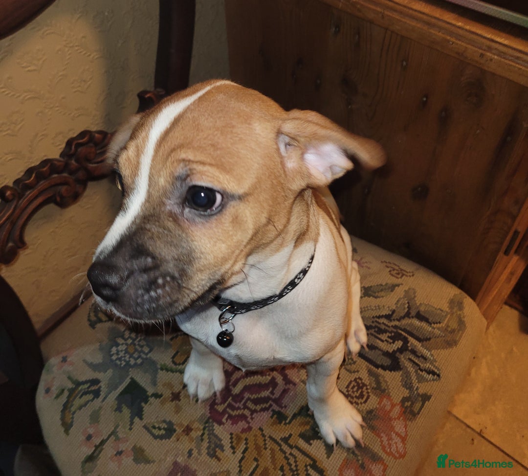 Jug dogs for sale: 15 week old brother and sister Jug puppies  - Advert 6