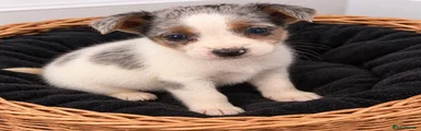 Jack Russell 1