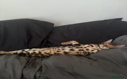 Bengal cats for sale: ❕Bengal cat for sale❕ - Image 9
