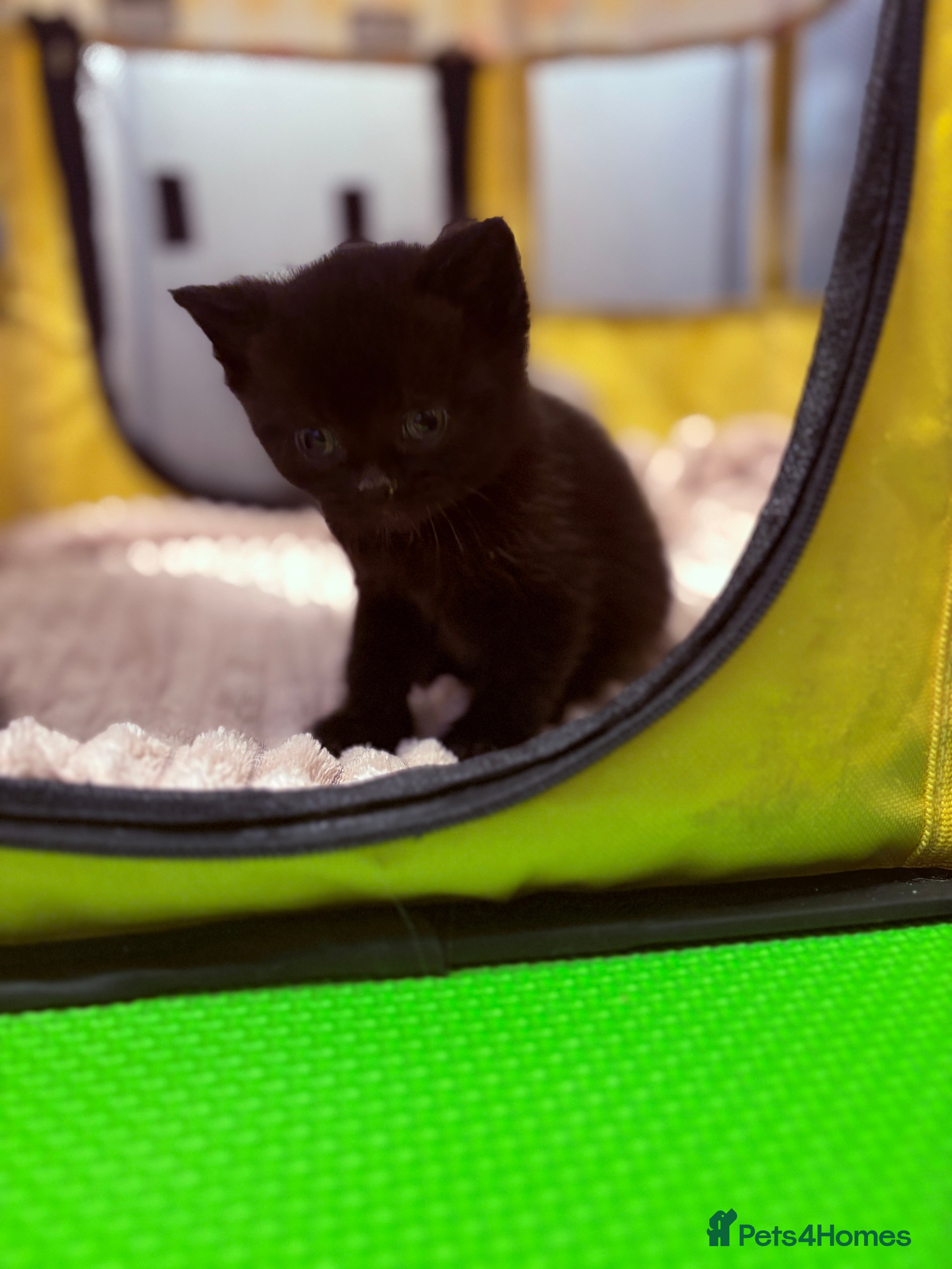 British Shorthair cats Exceptional Black BSH kitten  - Advert 1