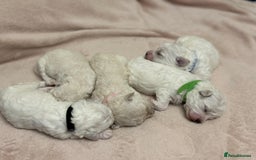 Bichon Frise dogs for sale: ✨ Bichon Frisé Puppies from Champion Bloodlines ✨ - Image 20