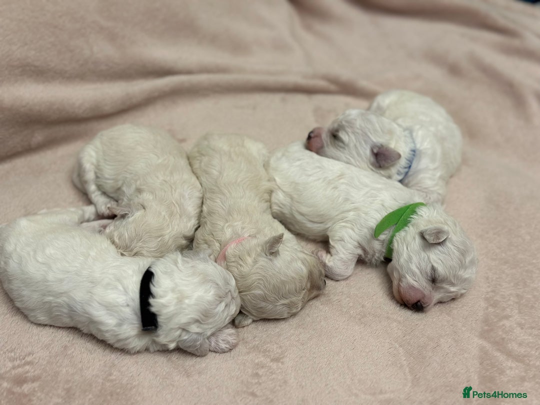Bichon Frise dogs for sale: ✨ Bichon Frisé Puppies from Champion Bloodlines ✨ - Image 20