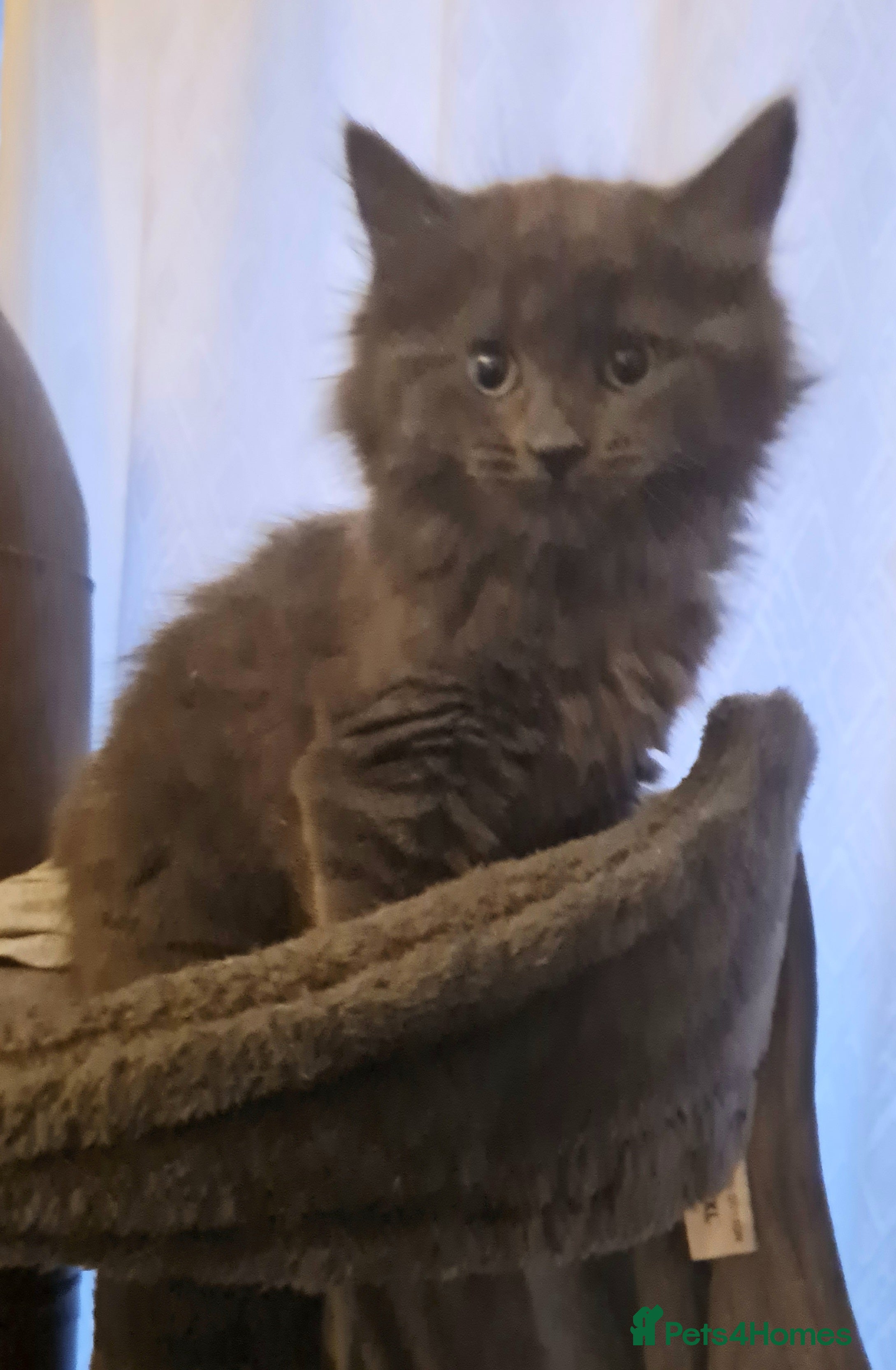 Mixed Breed cats RAGDOLL X BRITISH SHORT-HAIRED  - Advert 3