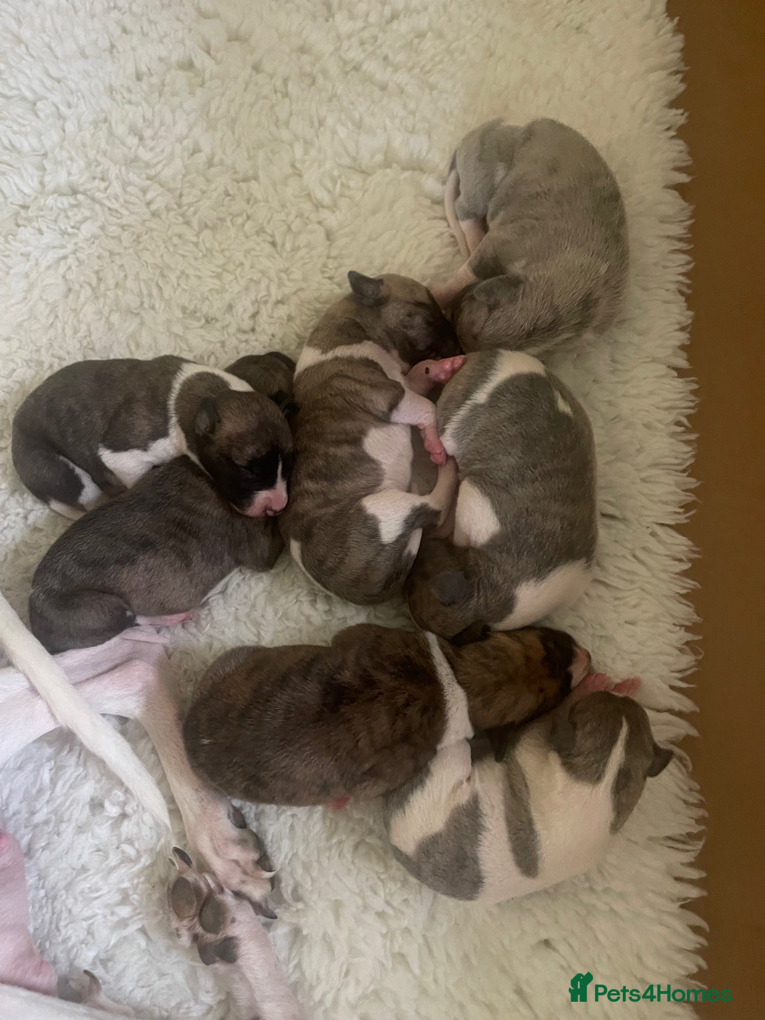 Whippet dogs Whippet Puppies - Advert 2