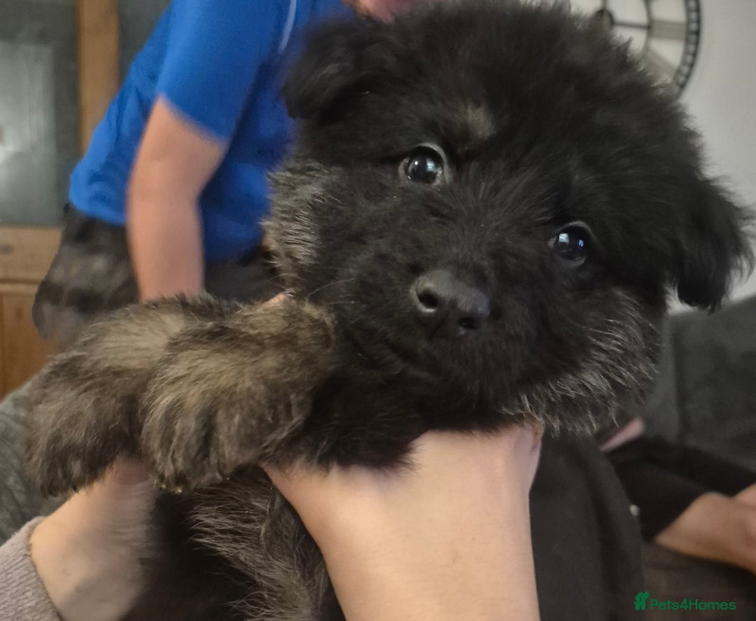 German Shepherd dogs for sale: Female german shepherd ready now - Image 1