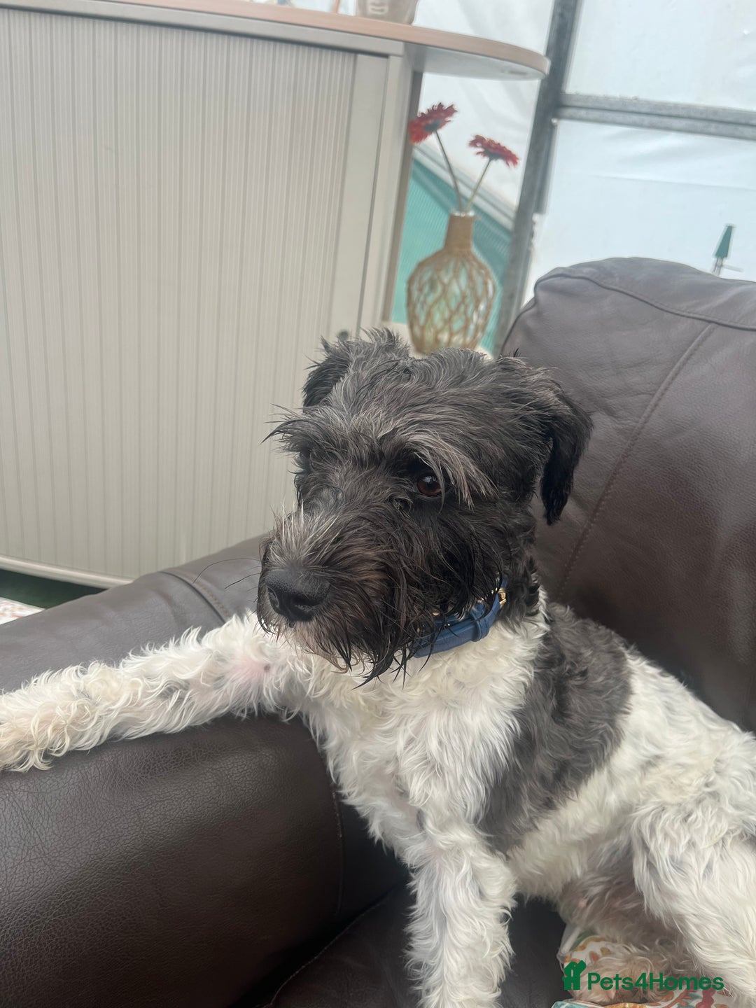 Parson Russell dogs for sale: Parsons Jack Cross Patterdale - Advert 9