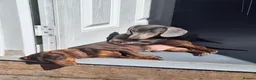 Miniature Dachshund dogs for sale: Miniature dachunds  in Tipton - Advert 2