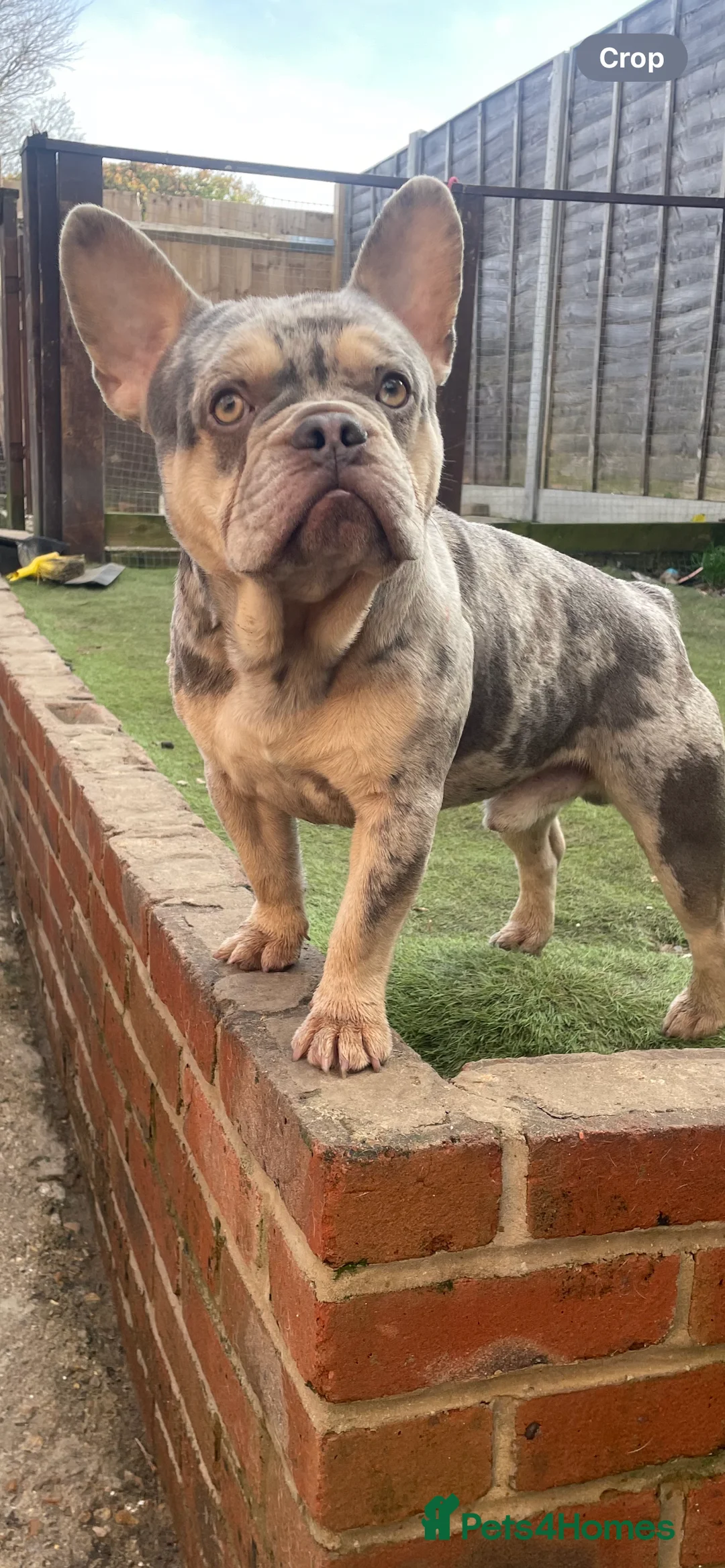 French Bulldog dogs for stud: Lilac Merle frenchie  - Advert 1