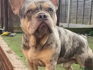 French Bulldog dogs Lilac Merle frenchie - Advert 16