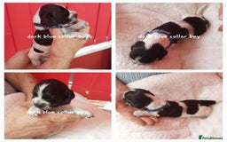 Cocker Spaniel dogs for sale: Kc Reg show type cocker spaniel puppies  - Image 3