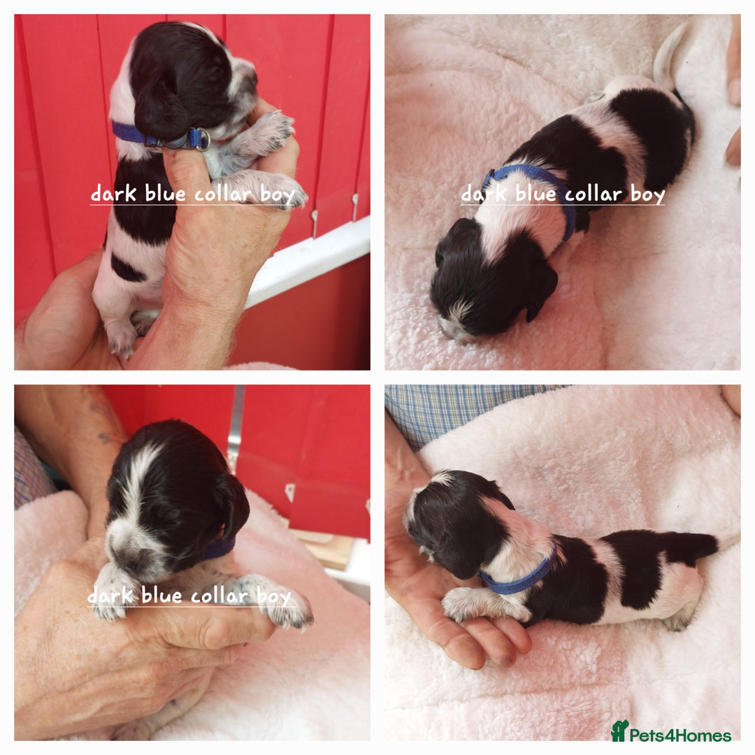 Cocker Spaniel dogs for sale: Kc Reg show type cocker spaniel puppies  - Image 3