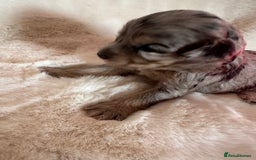 Cockapoo dogs for sale: Beautiful cockapoo puppies delivery possible - Image 27