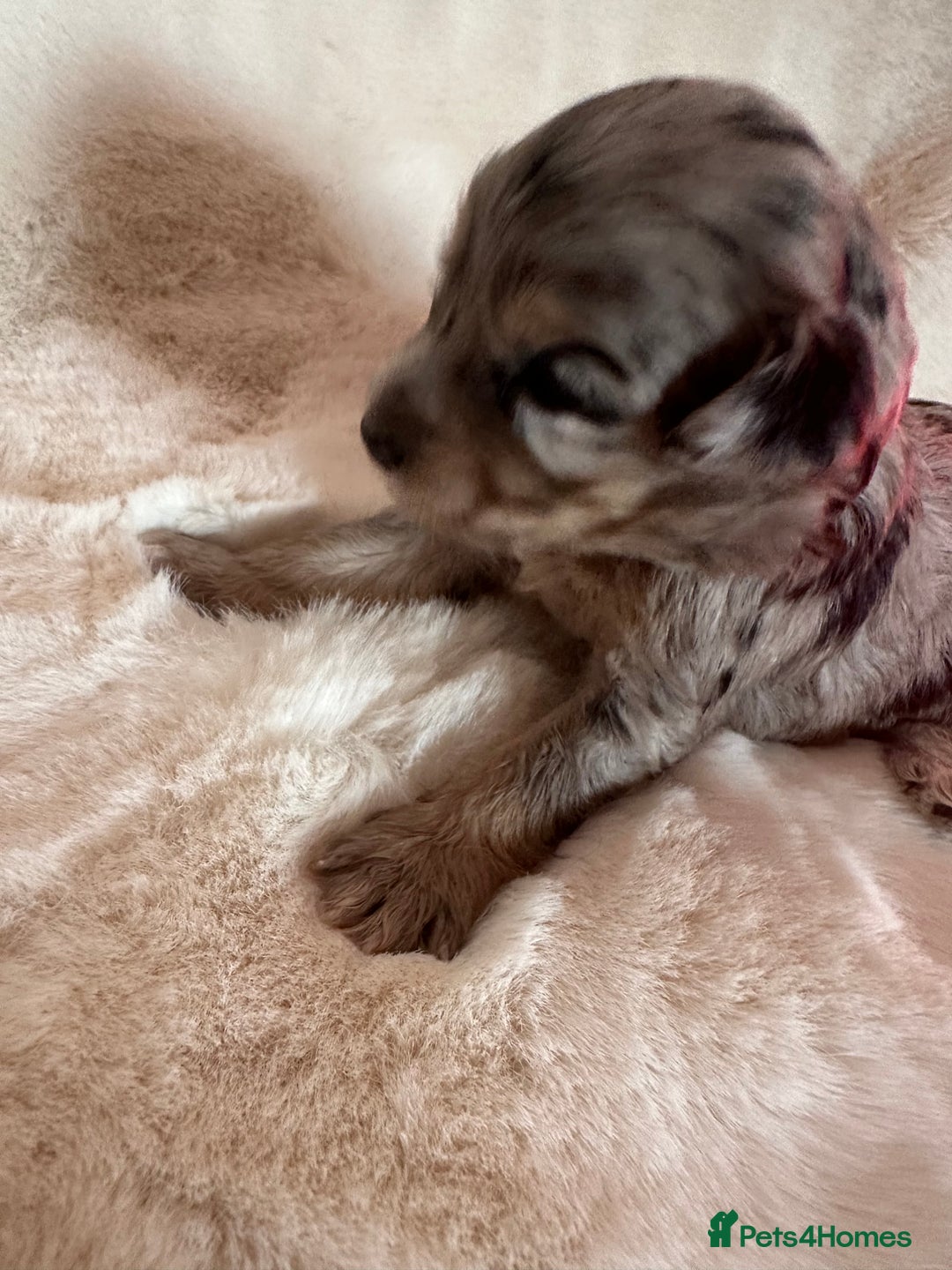 Cockapoo dogs for sale: Beautiful cockapoo puppies delivery possible - Image 27