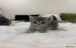 Mixed Breed cats for sale: Six adorable mixed silver striped bengal kittens  - Image 8