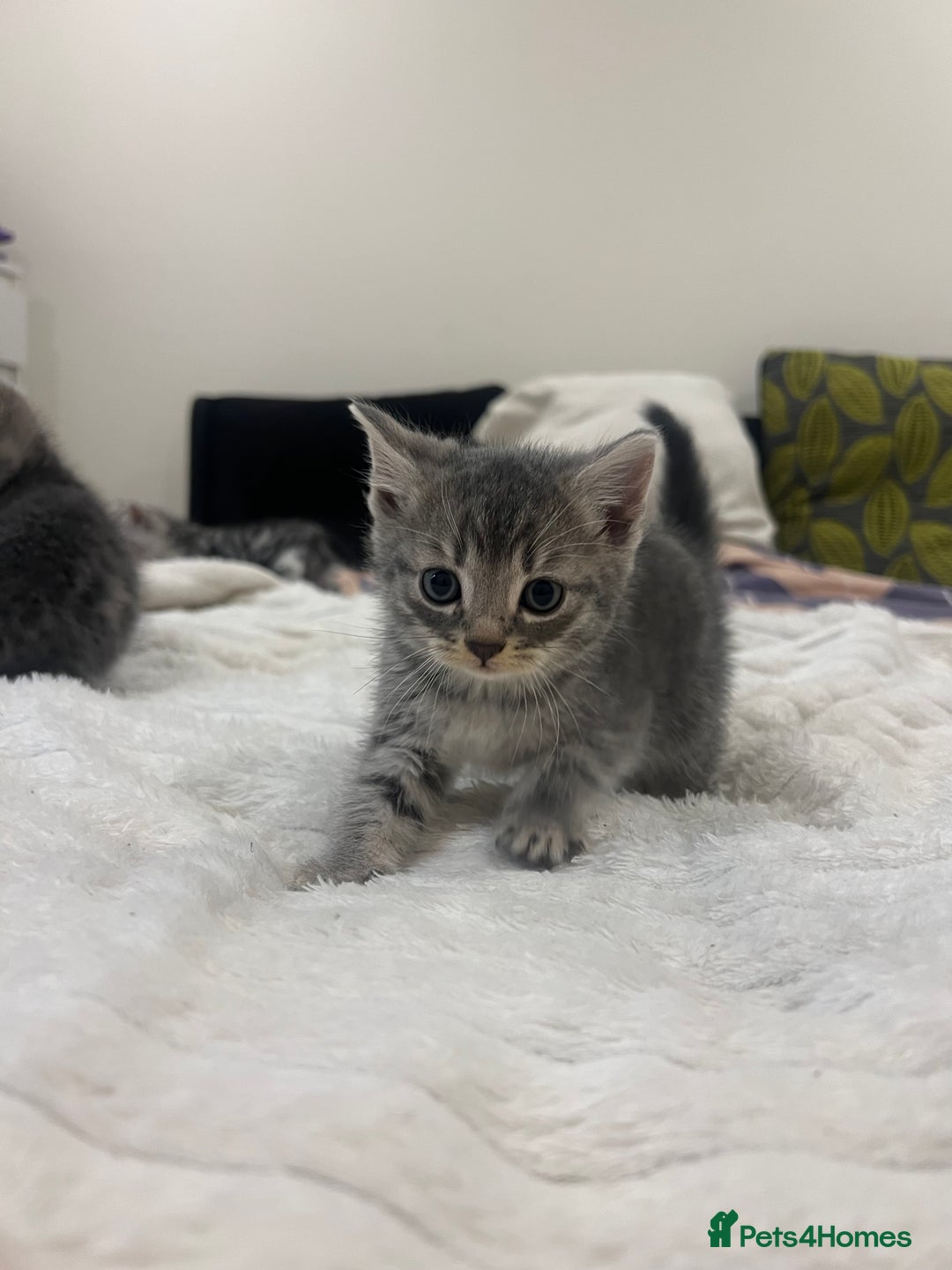 Mixed Breed cats for sale: Six adorable mixed silver striped bengal kittens  - Image 8