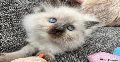 Siberian cats - Advert 11