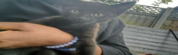 Mixed Breed cats for sale: Beautiful Black Ghost Tabby in London - Advert 4