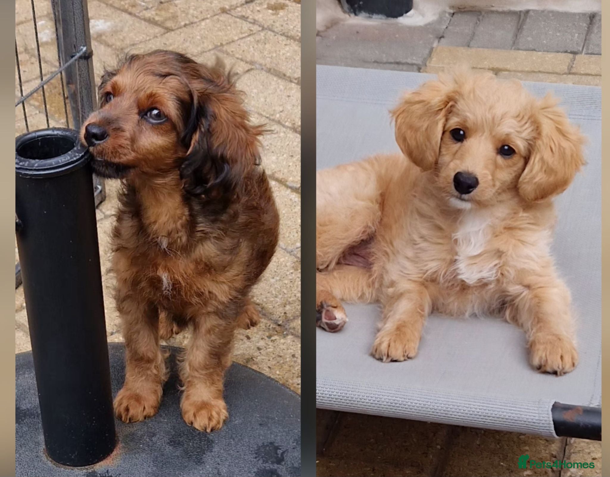Cavapoochon dogs Beautiful Cavapoochon Pups  - Advert 10