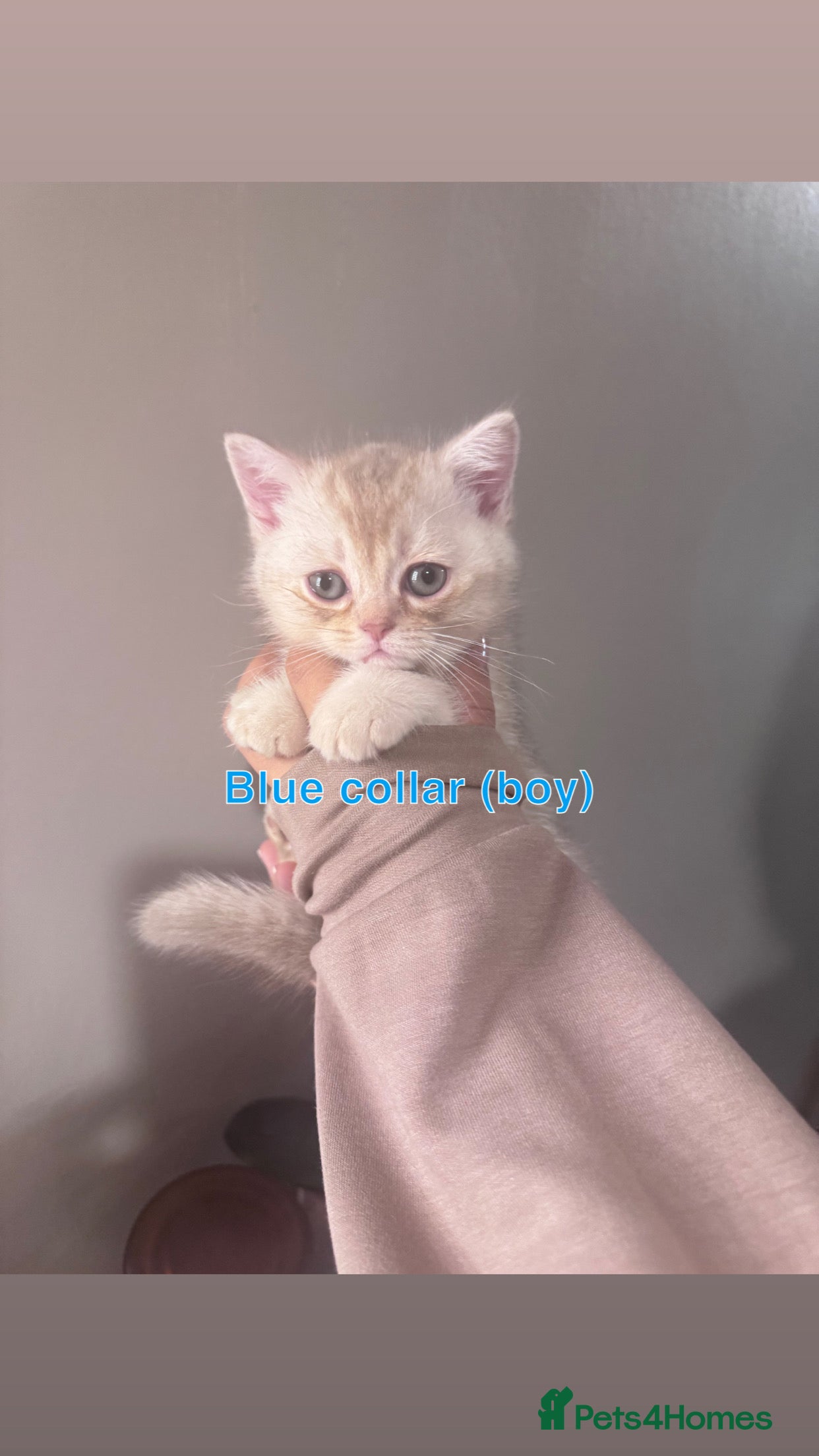 British Shorthair cats 🐾 Beautiful British Shorthair Kittens 🐾 - Advert 6