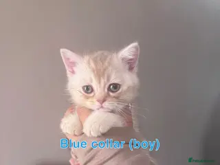 British Shorthair cats 🐾 Beautiful British Shorthair Kittens 🐾 - Advert 6