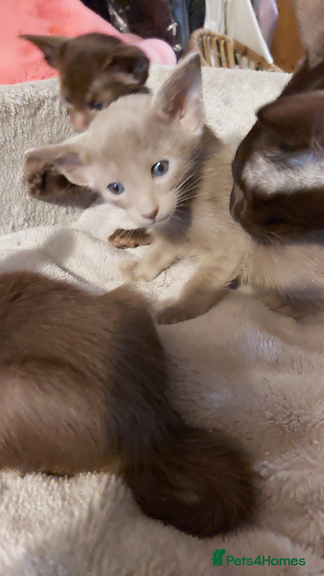 Oriental cats for sale: Full Pedigree Oriental 3 Kittens XL size ears GCCF - Image 26