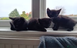 Mixed Breed cats for sale: Cross siamese - Image 5