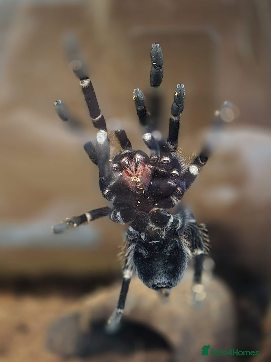 Spiders invertebrates for sale: Spiders and set ups  - Advert 3